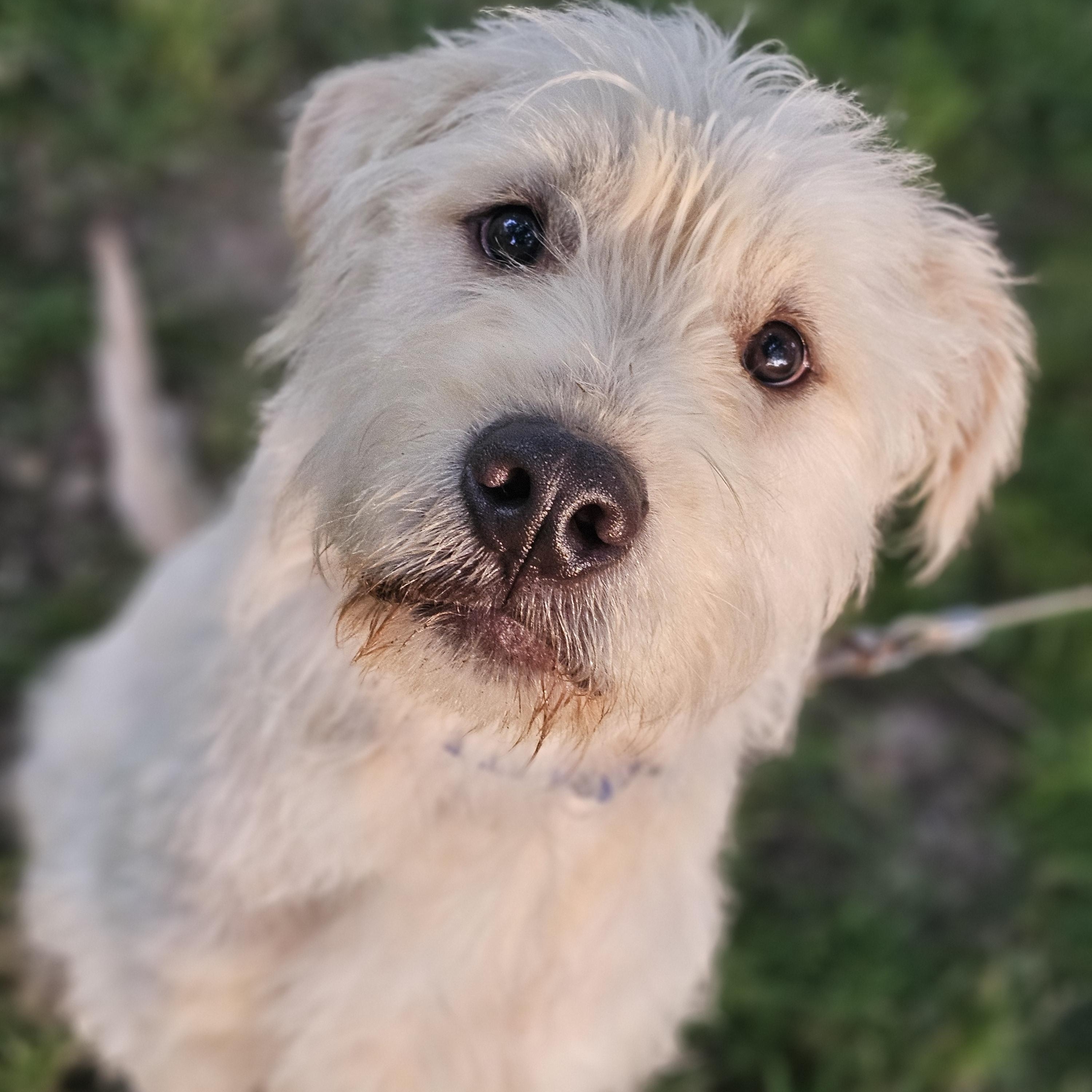 Scrappy Springfield, Adoptable, Young Male Goldendoodle.