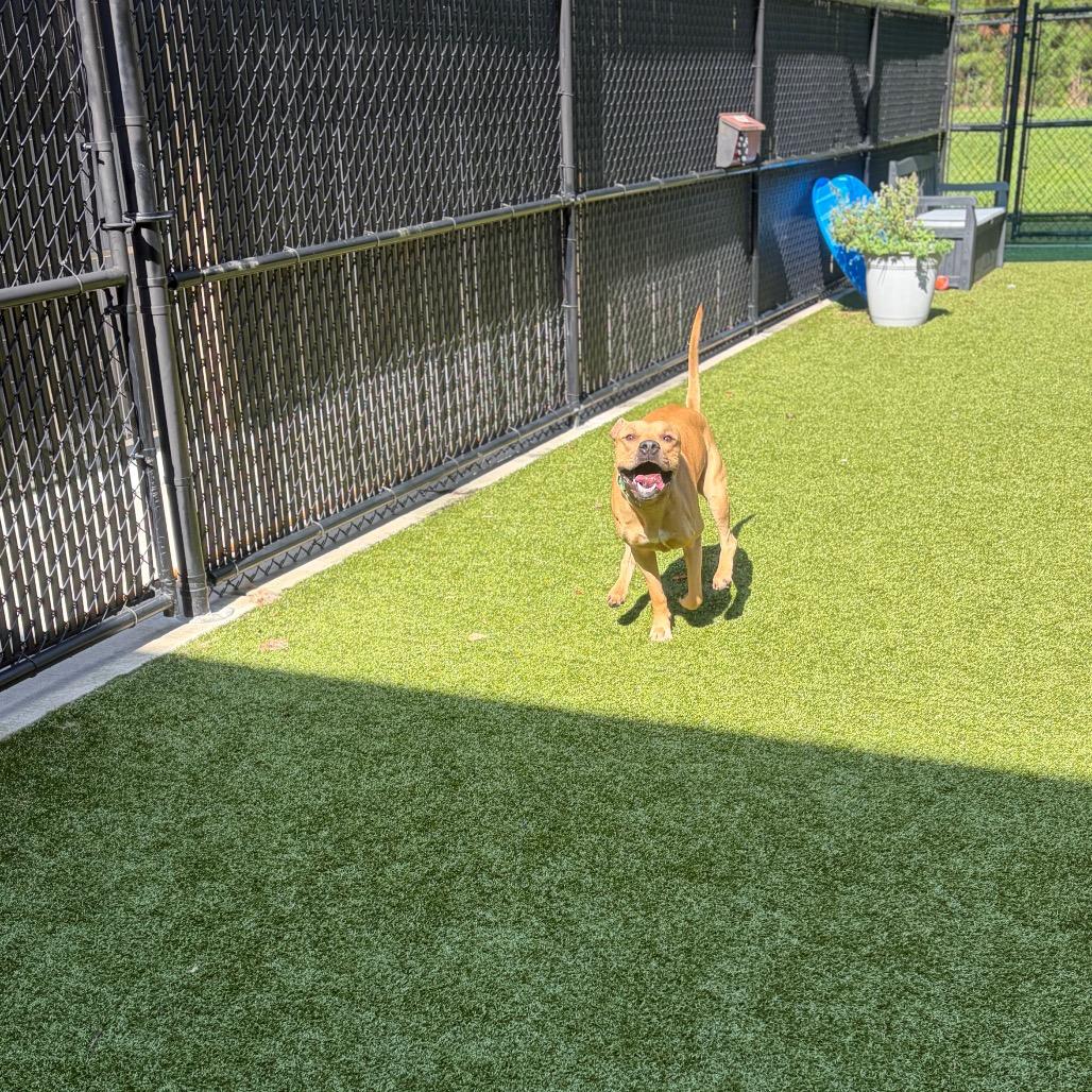 Enlarge S'mores, a Adoptable Pit Bull Terrier in Greensboro, NC image 1/3