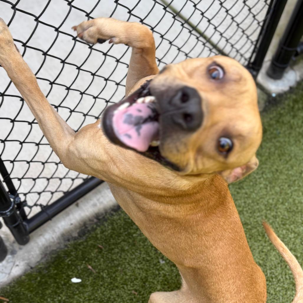 Enlarge S'mores, a Adoptable Pit Bull Terrier in Greensboro, NC image 2/3