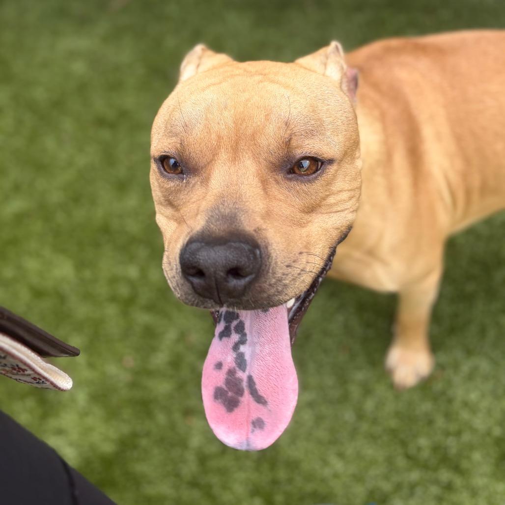Enlarge S'mores, a Adoptable Pit Bull Terrier in Greensboro, NC image 3/3