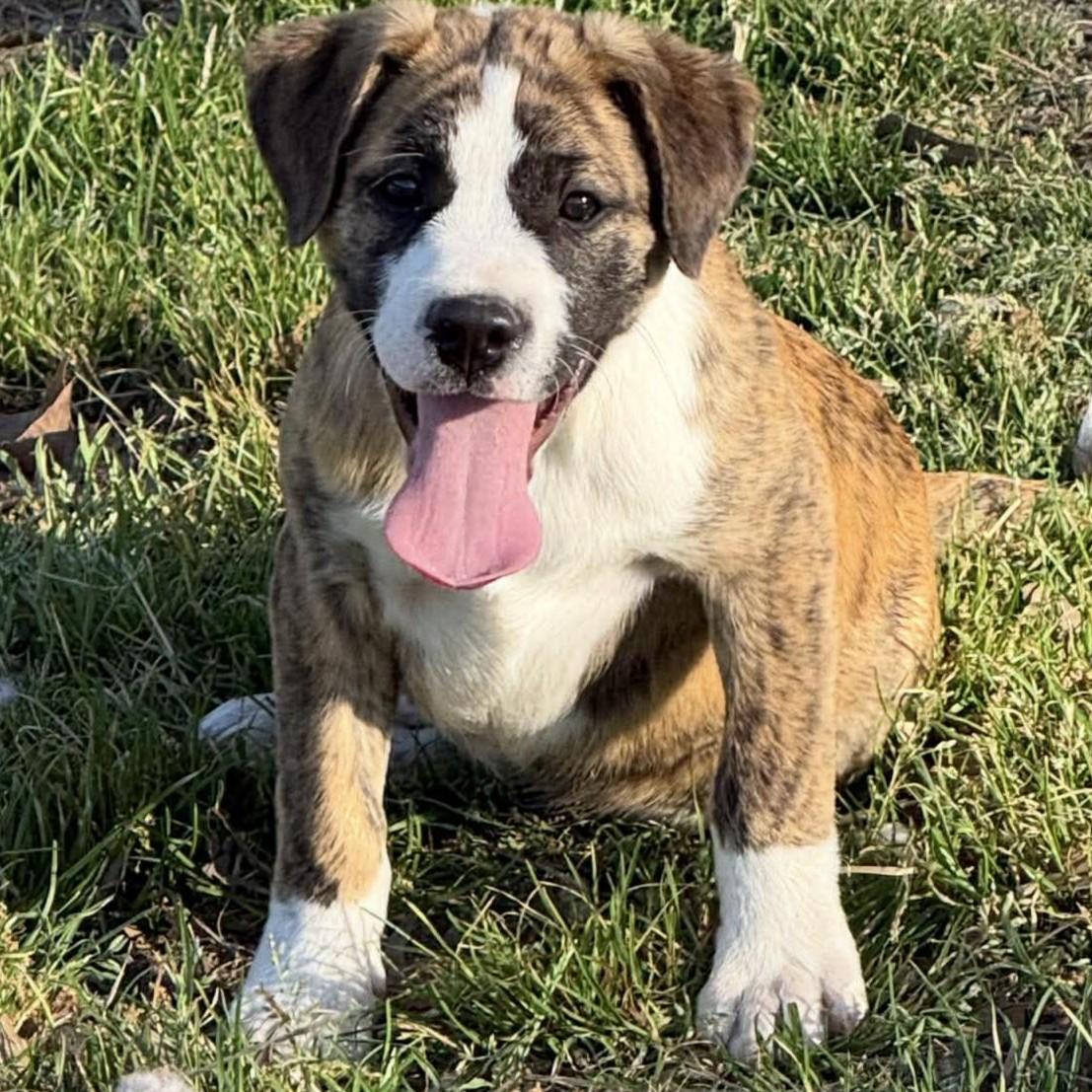 Joan, a ADOPTABLE Mixed Breed in Northwood, NH image 3/5