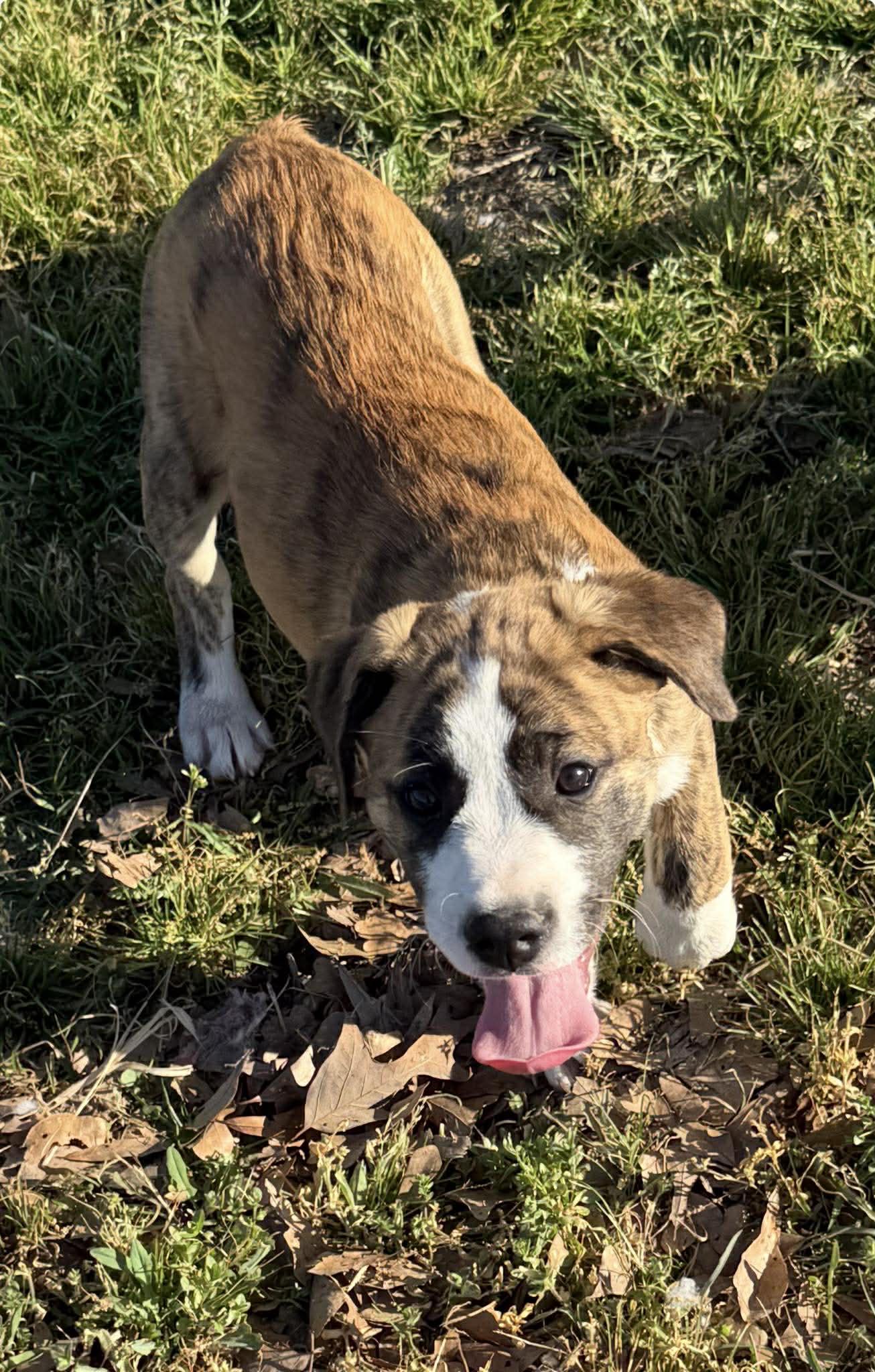 Joan, a ADOPTABLE Mixed Breed in Northwood, NH image 4/5