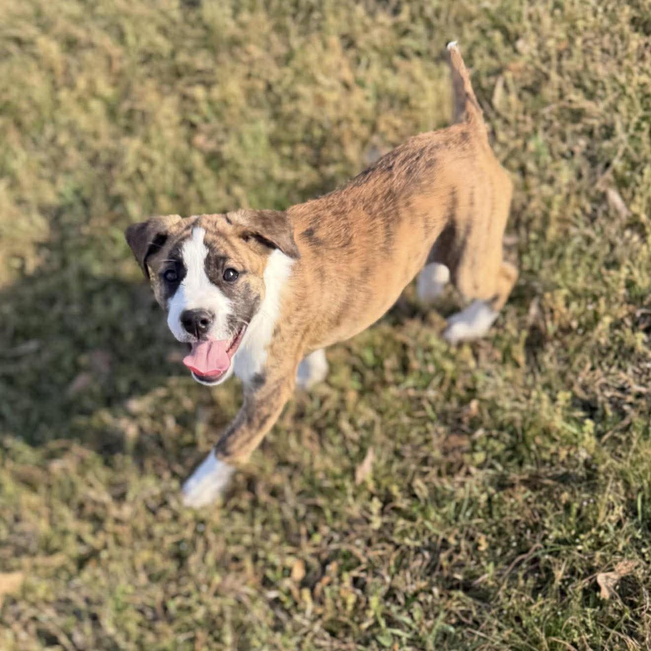 Joan, a ADOPTABLE Mixed Breed in Northwood, NH image 5/5