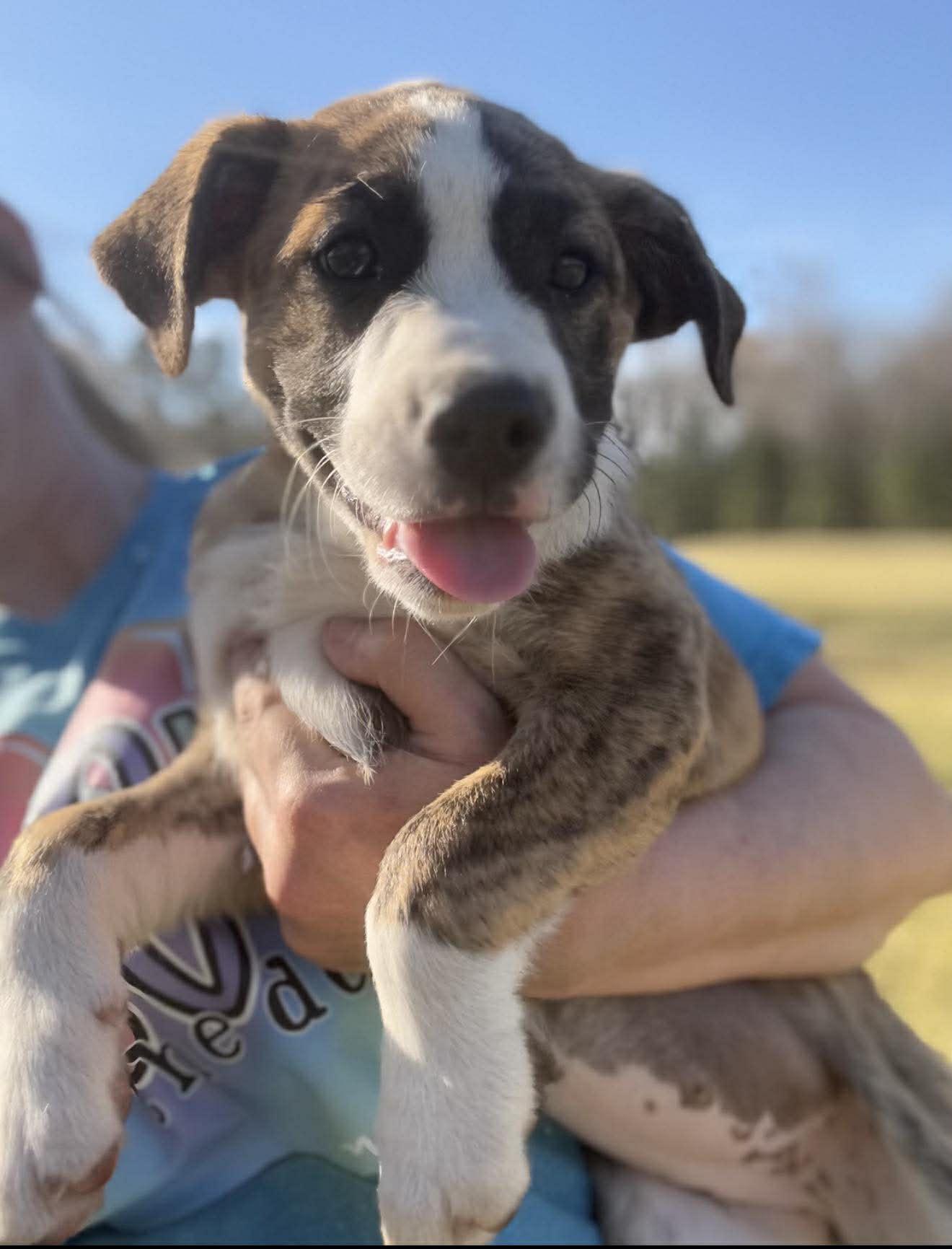 Joan, ADOPTABLE, Puppy Female Mixed Breed.