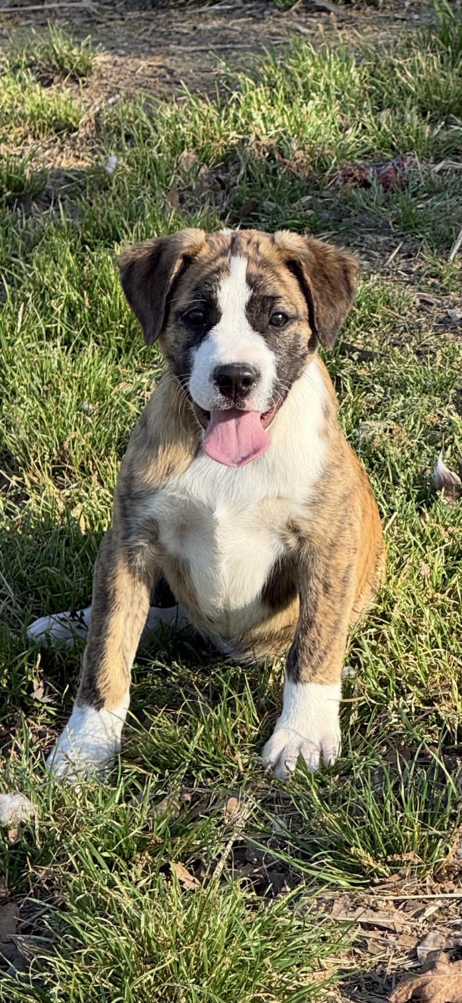 Joan, a ADOPTABLE Mixed Breed in Northwood, NH image 2/5