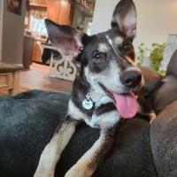 Enlarge Maeve, a Adopted mixed breed in Albany, NY image 1/1