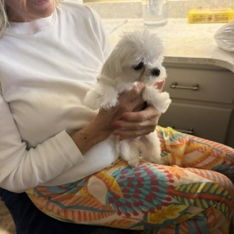Rolex, a ADOPTABLE Maltese in Maitland, FL image 2/3