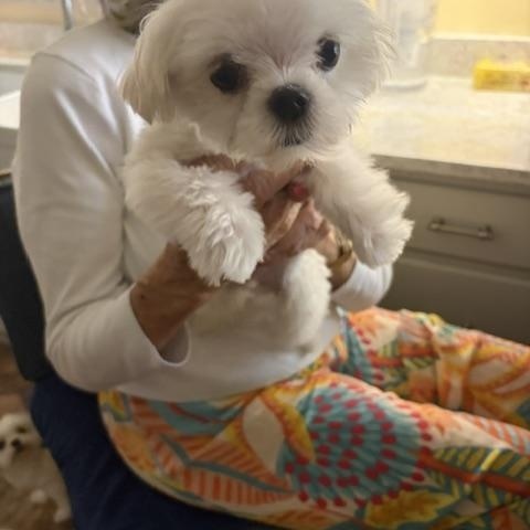 Rolex, ADOPTABLE, Young Male Maltese.