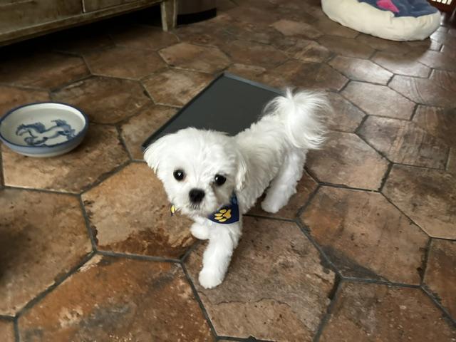 Rolex, a ADOPTABLE Maltese in Maitland, FL image 3/3