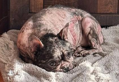 Enlarge JUICE BOX, a ADOPTABLE French Bulldog in Bonney Lake, WA image 3/3