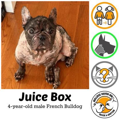 JUICE BOX, ADOPTABLE, Adult Male French Bulldog.