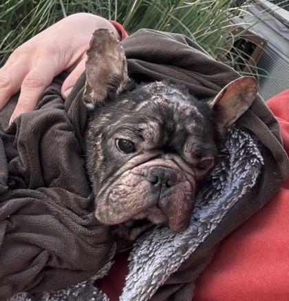 Enlarge JUICE BOX, a ADOPTABLE French Bulldog in Bonney Lake, WA image 2/3