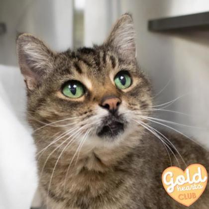 Enlarge Breezy, a Adoptable Domestic Short Hair in Ann Arbor, MI image 1/3