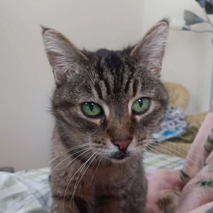 Enlarge Breezy, a Adoptable Domestic Short Hair in Ann Arbor, MI image 1/5