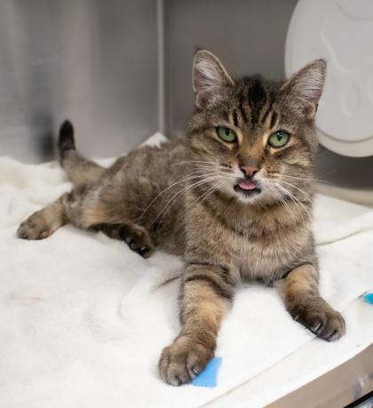 Enlarge Breezy, a Adoptable Domestic Short Hair in Ann Arbor, MI image 2/5