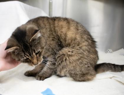 Enlarge Breezy, a Adoptable Domestic Short Hair in Ann Arbor, MI image 2/3