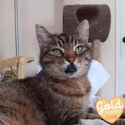 Enlarge Breezy, a Adoptable Domestic Short Hair in Ann Arbor, MI image 3/5