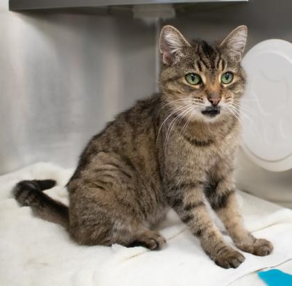 Breezy, Adoptable, Senior Female Domestic Short Hair & Domestic Short Hair.