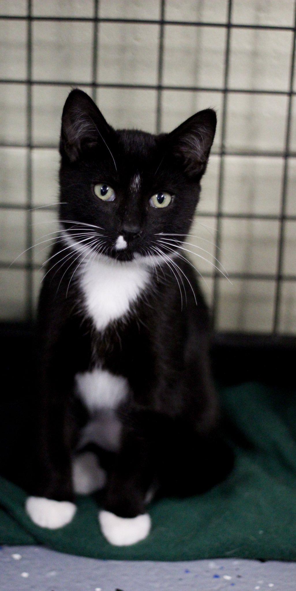 Smudge, Adoptable, Young Male Domestic Short Hair.
