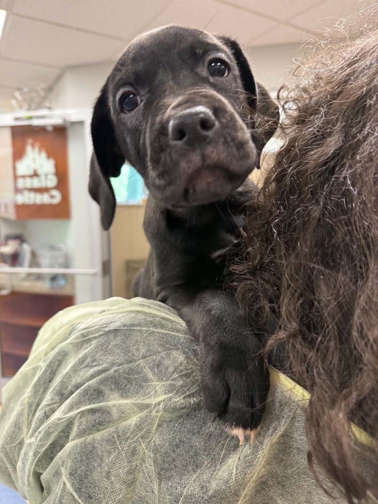 Enlarge Kimmel (FOSTERED LOCALLY), a Adoptable mixed breed in Leverett, MA image 1/6