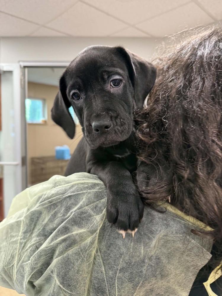 Enlarge Kimmel (FOSTERED LOCALLY), a Adoptable mixed breed in Leverett, MA image 3/6