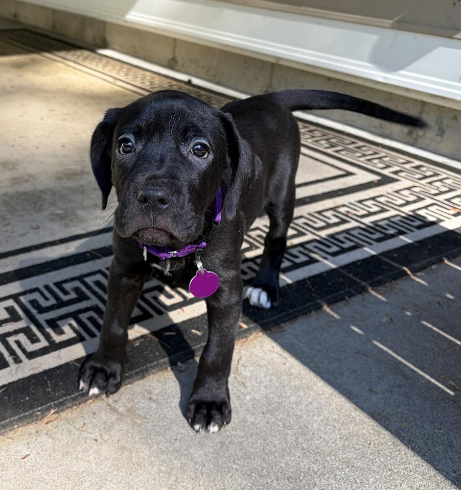 Enlarge Kimmel (FOSTERED LOCALLY), a Adoptable mixed breed in Leverett, MA image 5/6