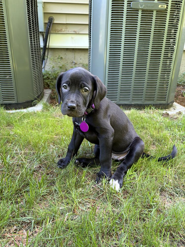 Enlarge Kimmel (FOSTERED LOCALLY), a Adoptable mixed breed in Leverett, MA image 6/6