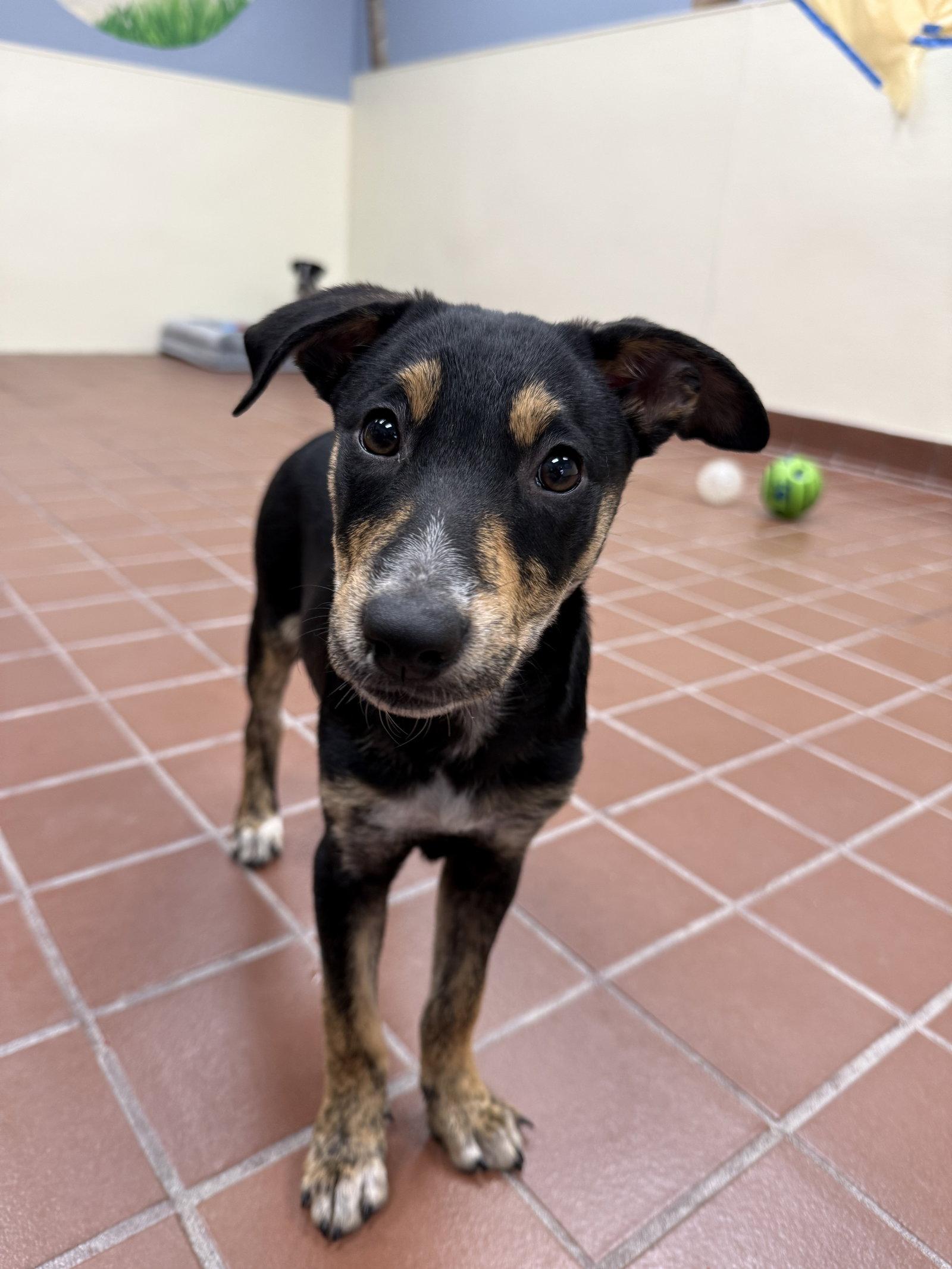 Enlarge Molly, a Adoptable Labrador Retriever in Lake Hopatcong, NJ image 1/3