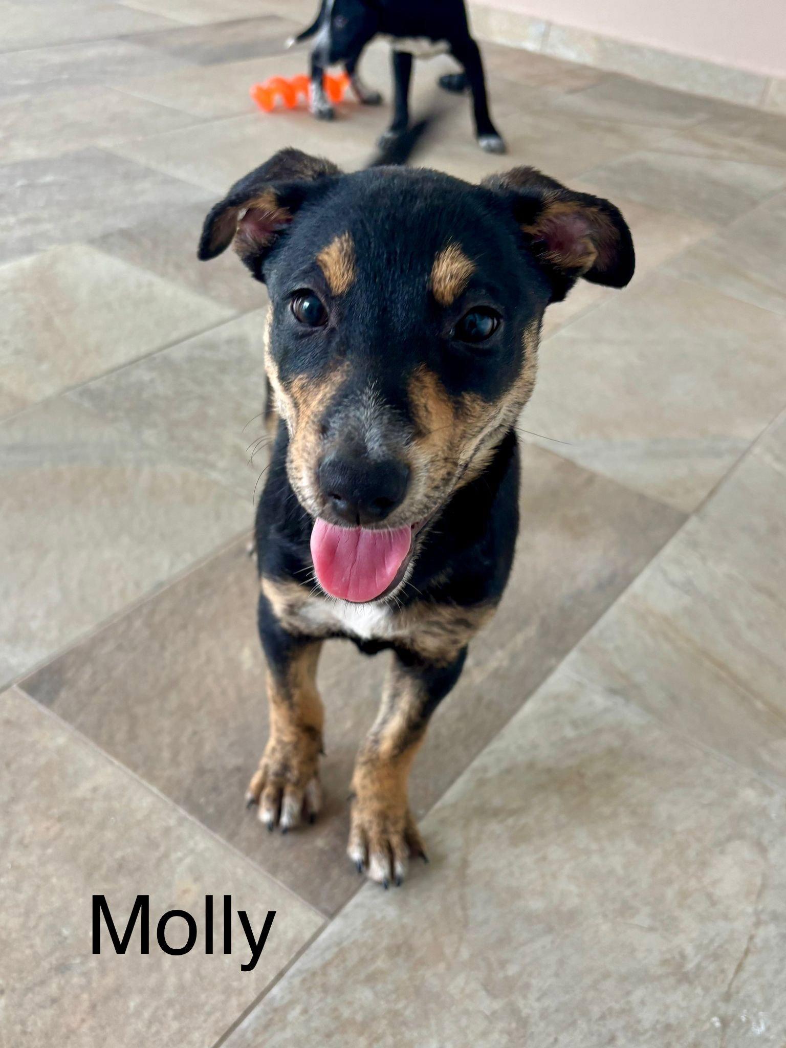 Enlarge Molly, a Adoptable Labrador Retriever in Lake Hopatcong, NJ image 2/3