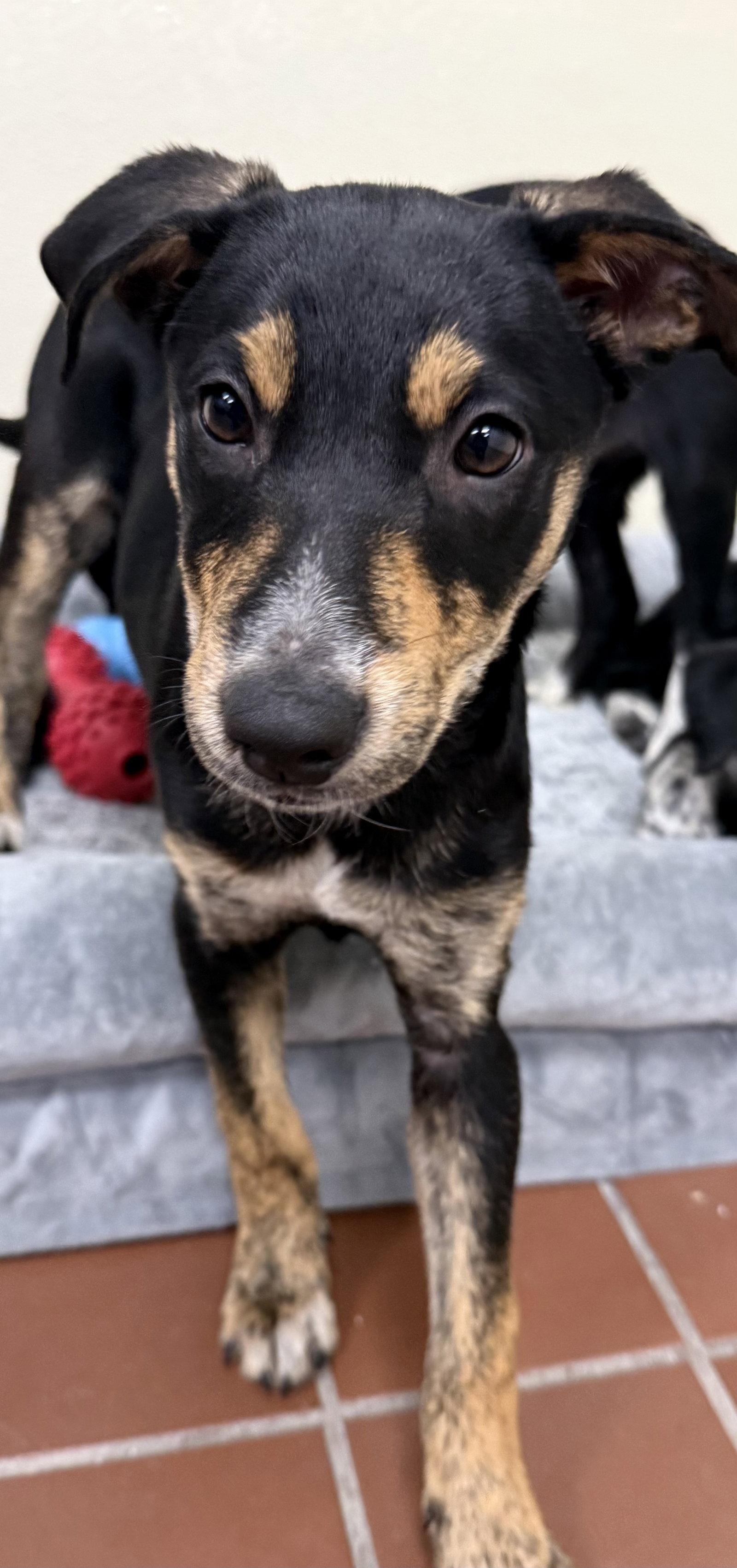 Enlarge Molly, a Adoptable Labrador Retriever in Lake Hopatcong, NJ image 3/3