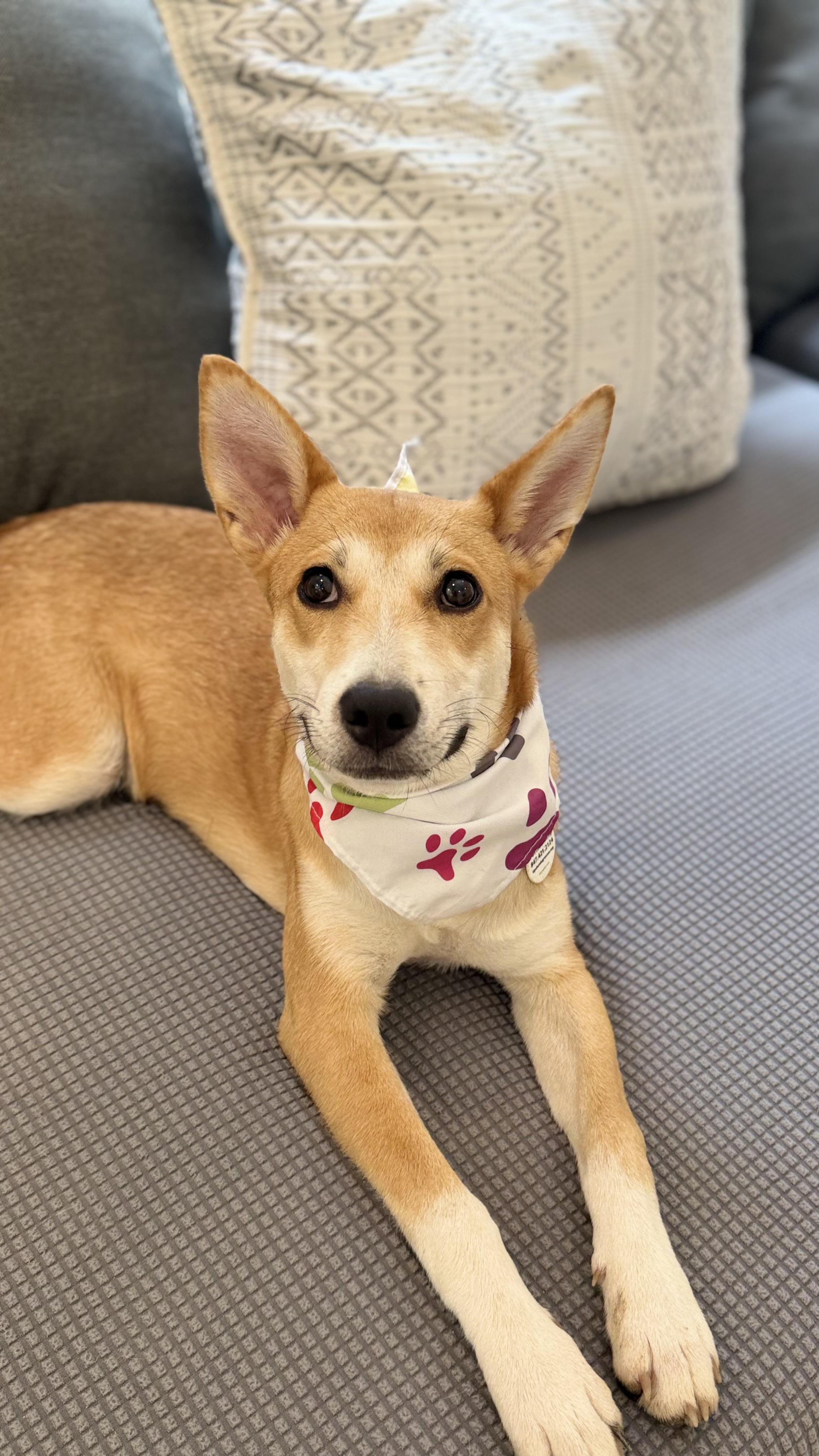 Enlarge Holly great puppy, a Adopted mixed breed in Lake Forest, IL image 4/6