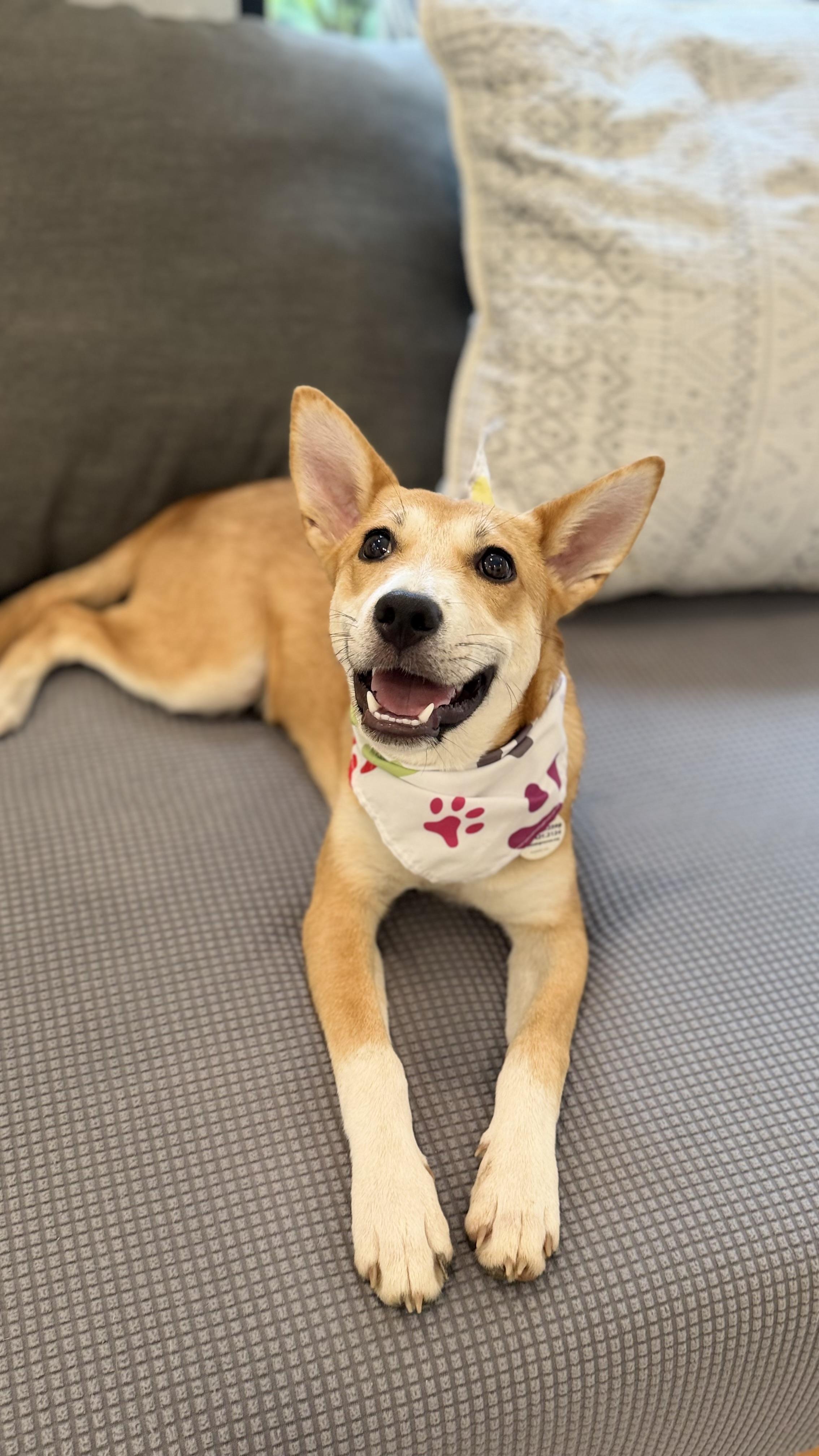Enlarge Holly great puppy, a Adopted mixed breed in Lake Forest, IL image 5/6