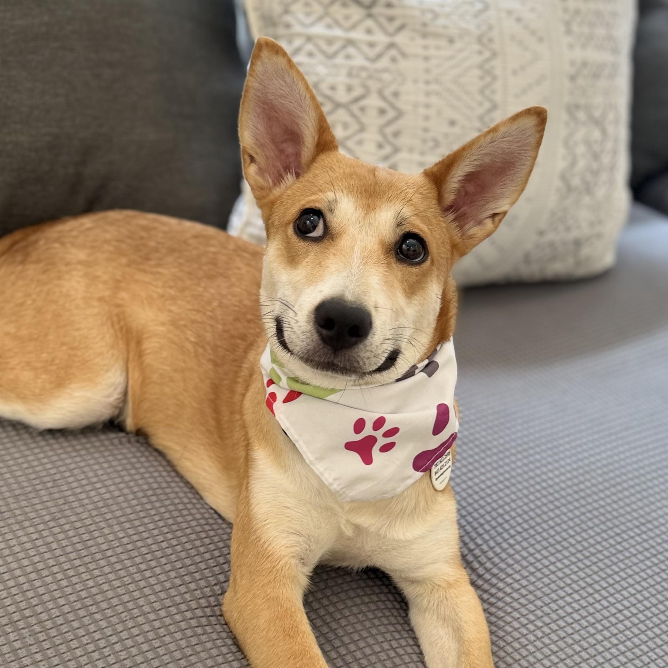 Enlarge Holly great puppy, a Adopted mixed breed in Lake Forest, IL image 3/6