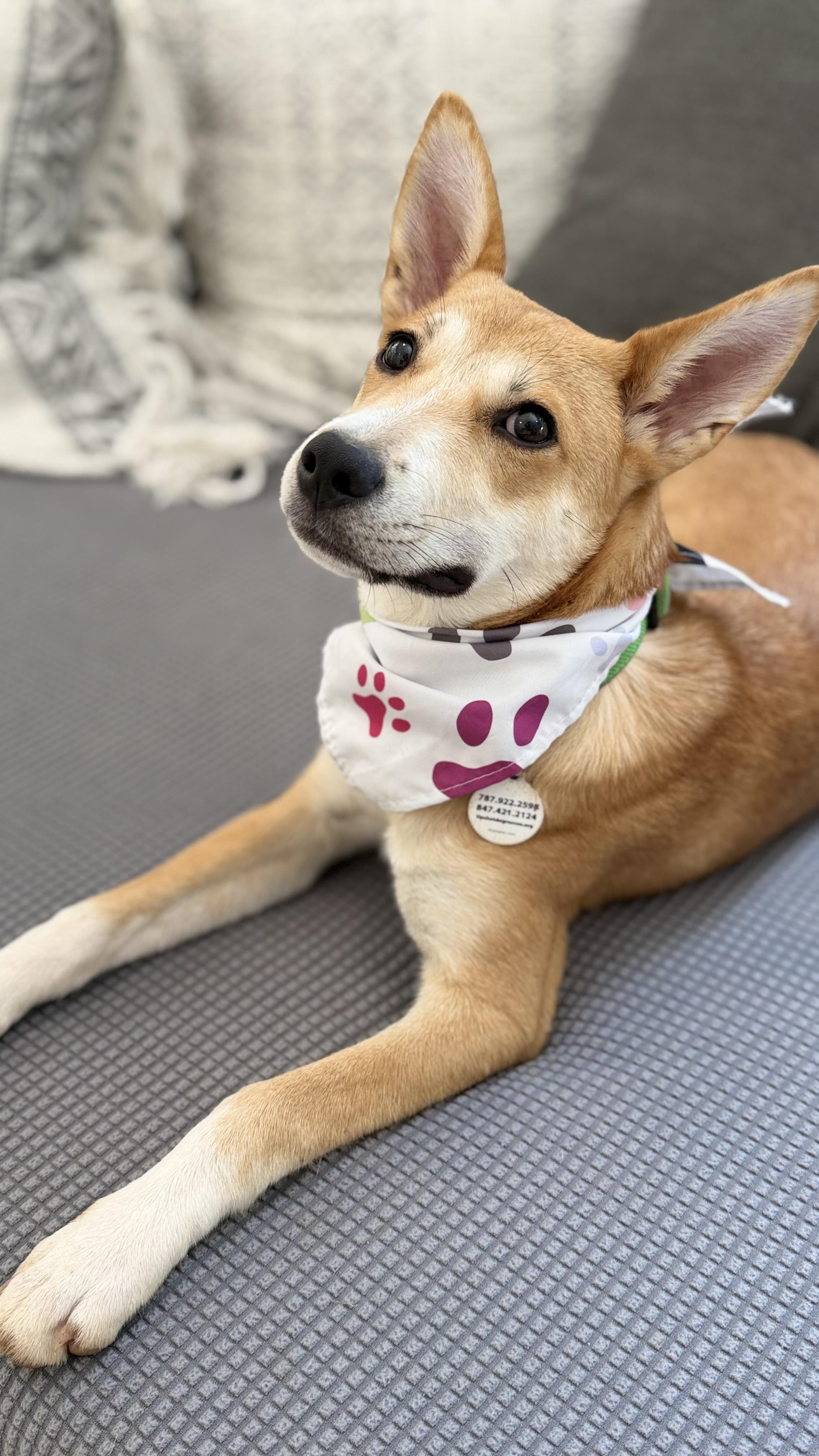 Enlarge Holly great puppy, a Adopted mixed breed in Lake Forest, IL image 6/6