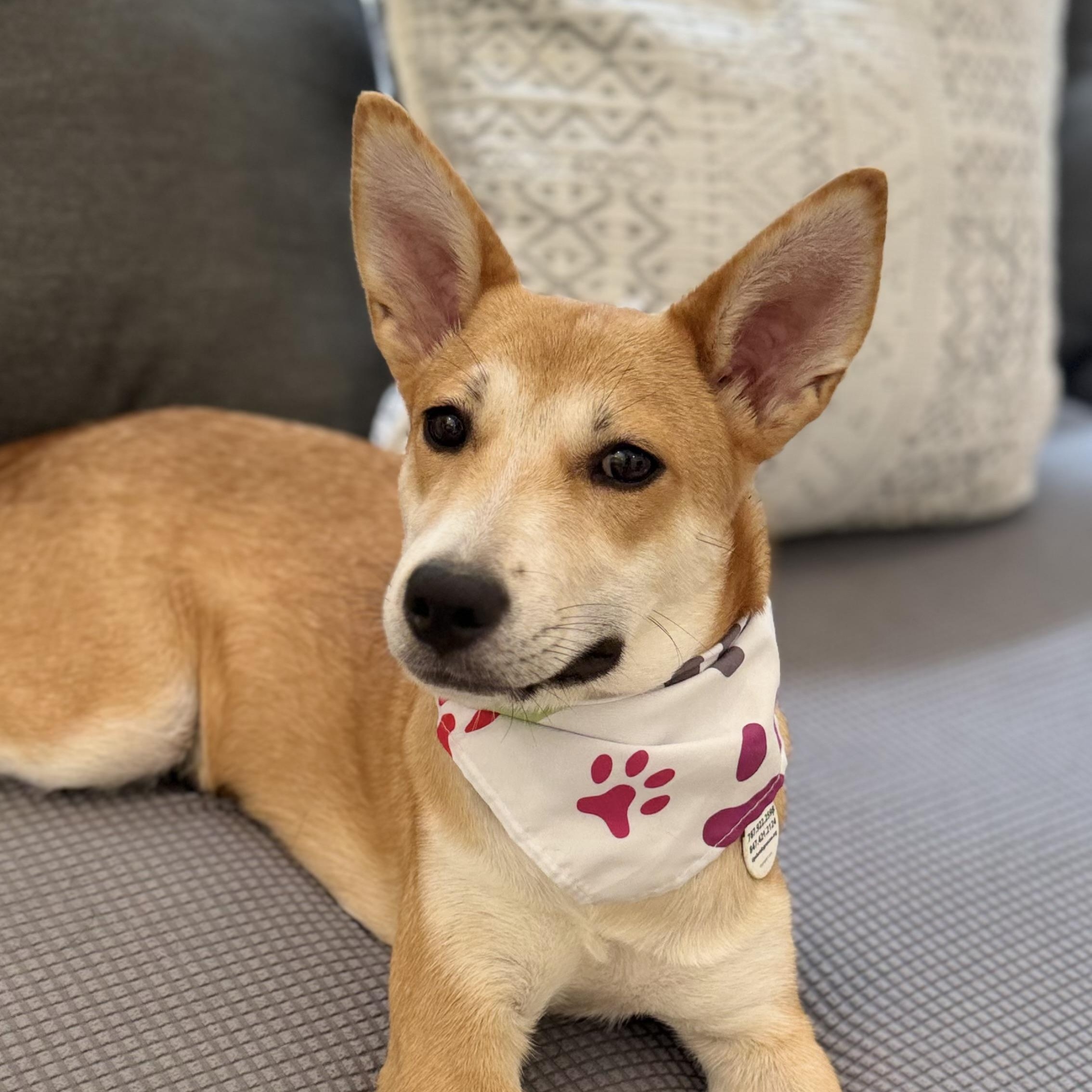 Holly great puppy, Adopted, Young Female Carolina Dog.