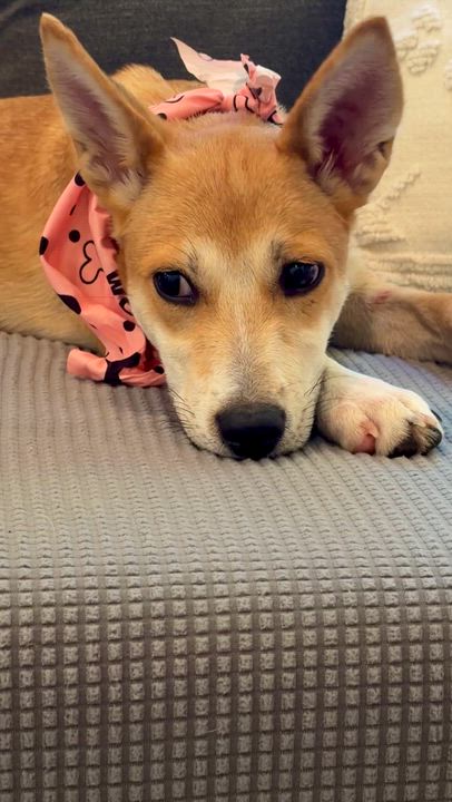 Enlarge Holly great puppy, a Adopted mixed breed in Lake Forest, IL video 2/6