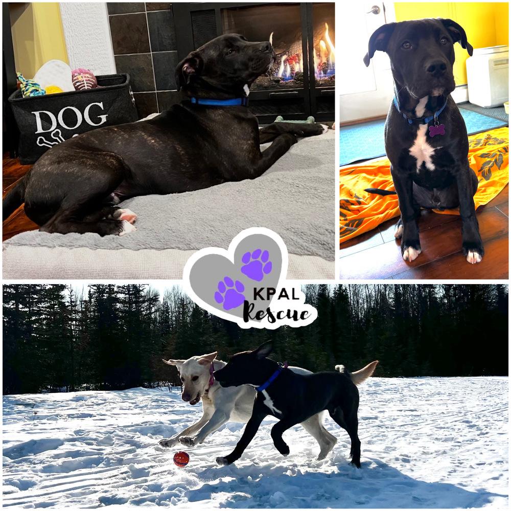 Enlarge Heist - Cops & Robbers Litter, a Adoptable mixed breed in Kenai, AK image 1/6