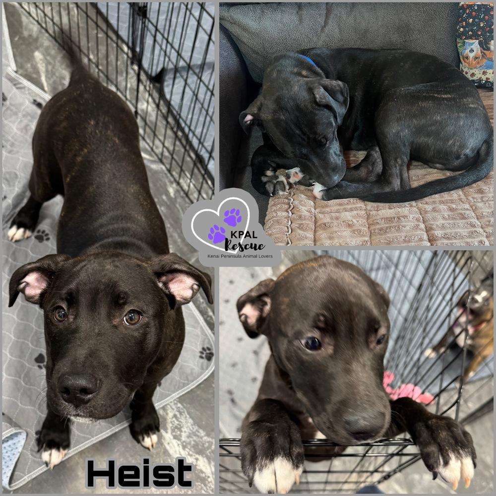 Heist - Cops & Robbers Litter, Adoptable, Young Male Mixed Breed & Mixed Breed.