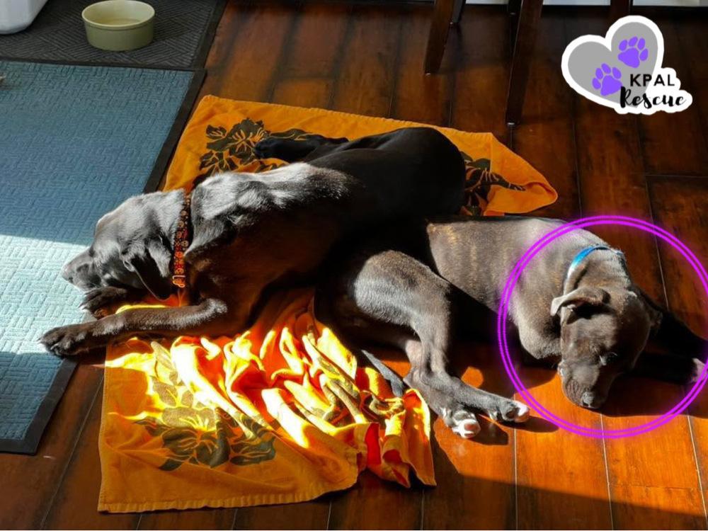 Enlarge Heist - Cops & Robbers Litter, a Adoptable mixed breed in Kenai, AK image 3/6