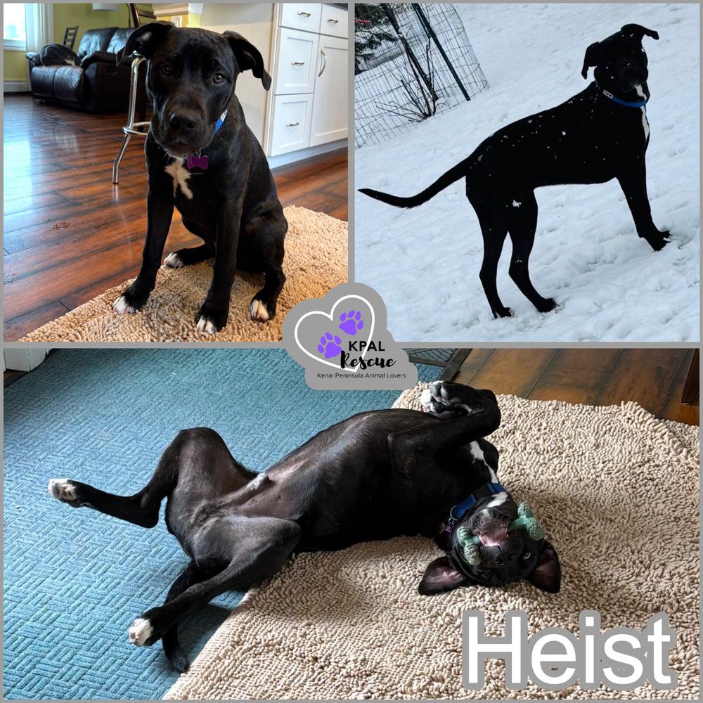 Enlarge Heist - Cops & Robbers Litter, a Adoptable mixed breed in Kenai, AK image 4/6