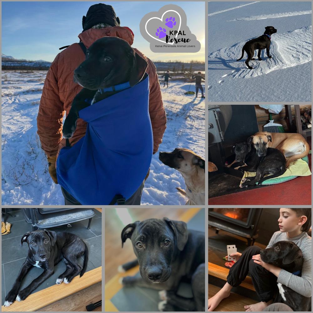 Enlarge Heist - Cops & Robbers Litter, a Adoptable mixed breed in Kenai, AK image 4/6