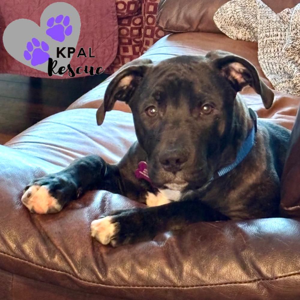 Enlarge Heist - Cops & Robbers Litter, a Adoptable mixed breed in Kenai, AK image 5/6