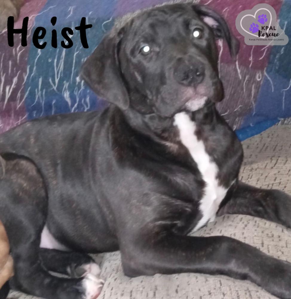 Enlarge Heist - Cops & Robbers Litter, a Adoptable mixed breed in Kenai, AK image 6/6