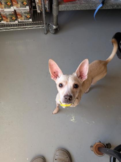 Robert Smith 51363, ADOPTABLE, Adult Male Mixed Breed.