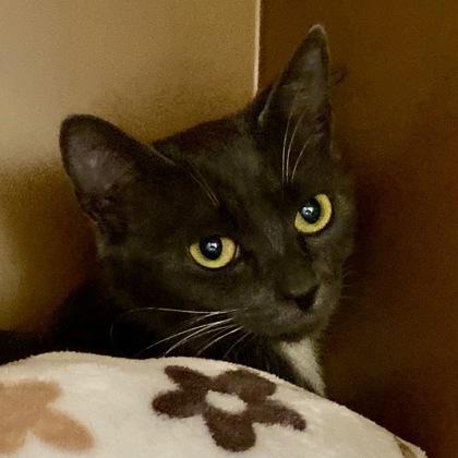 Isabel, Adoptable, Adult Female Domestic Medium Hair & Domestic Short Hair.