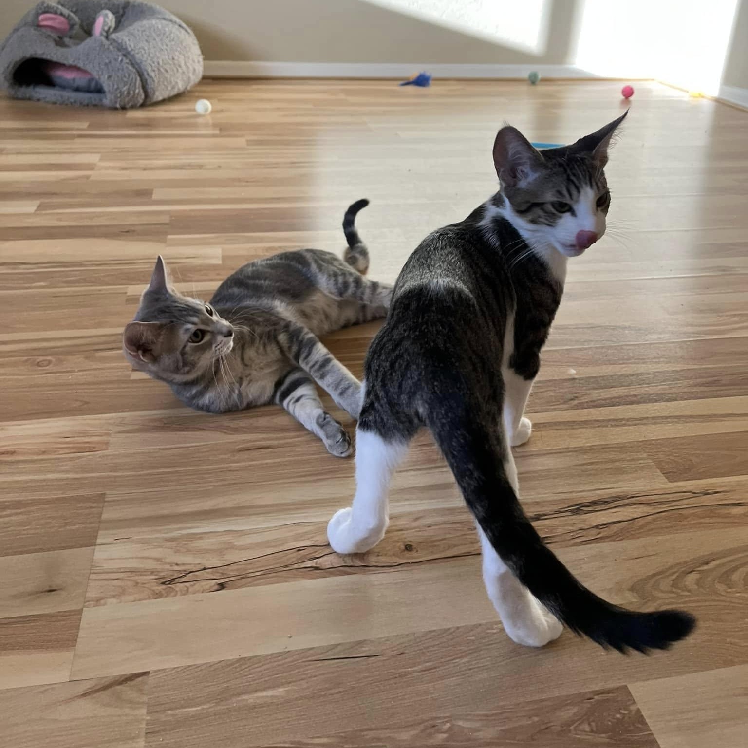 Ben (Bonded to Blake), a Adoptable Domestic Short Hair in Queen Creek, AZ image 5/5