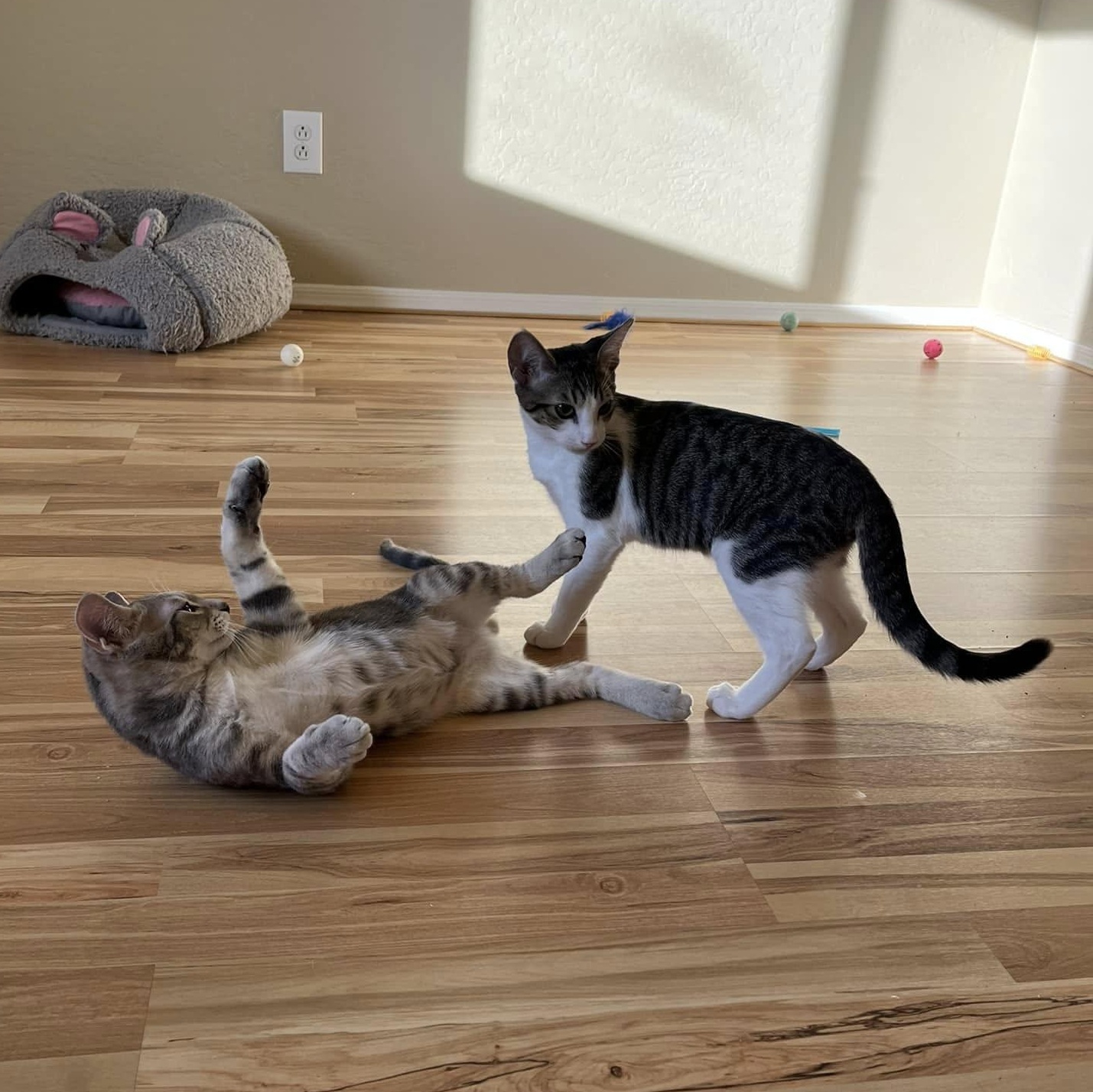 Ben (Bonded to Blake), a Adoptable Domestic Short Hair in Queen Creek, AZ image 4/5