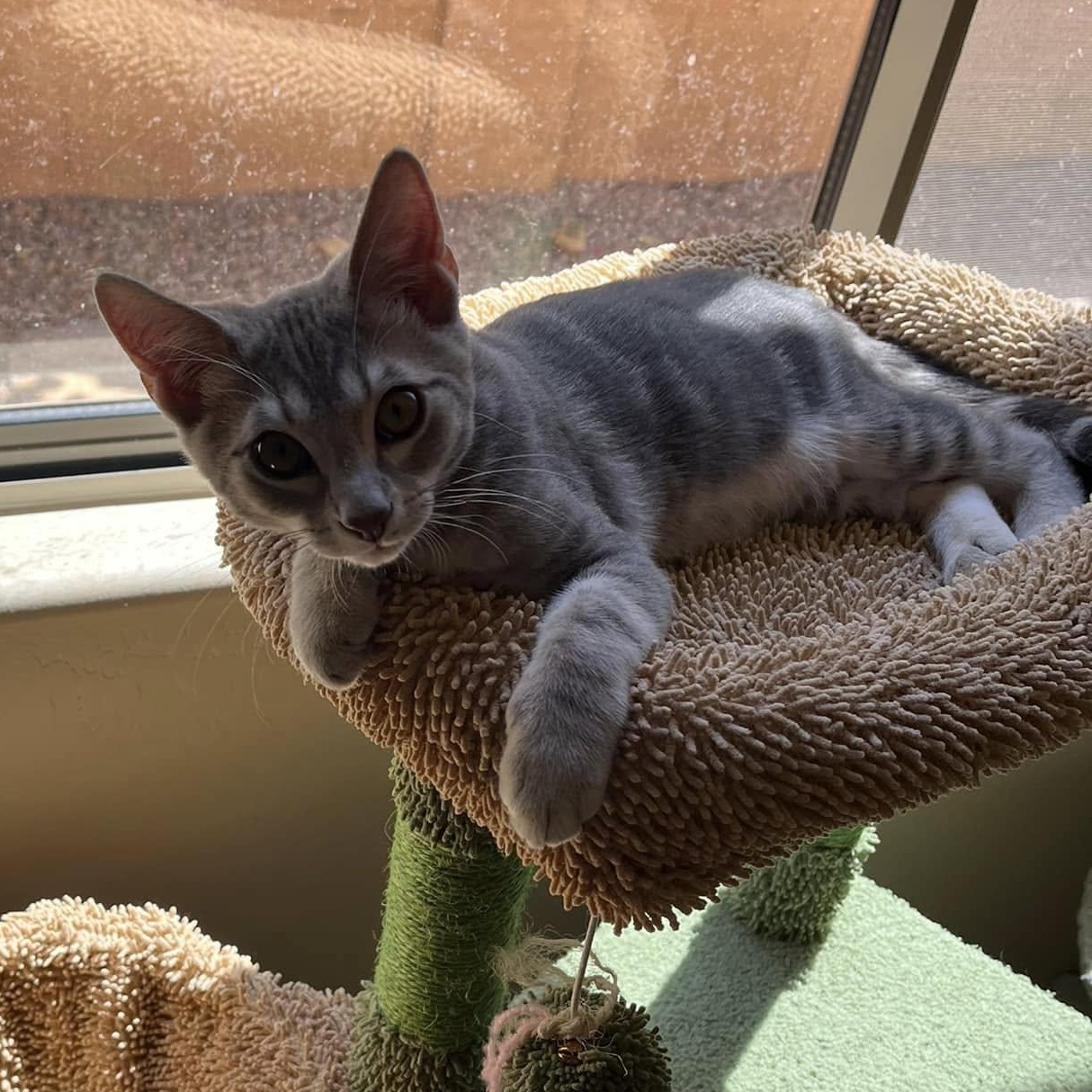 Ben (Bonded to Blake), a Adoptable Domestic Short Hair in Queen Creek, AZ image 2/5