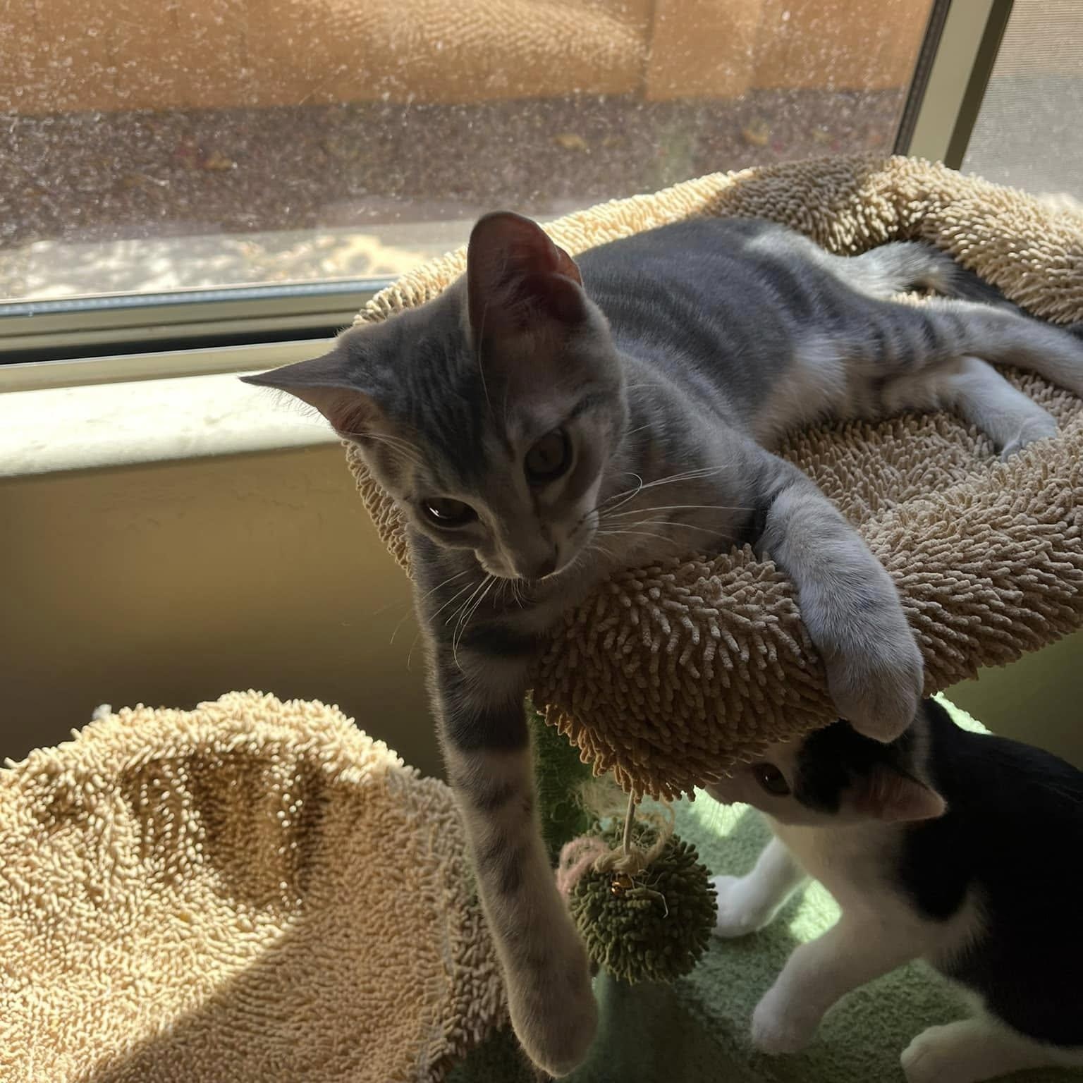 Ben (Bonded to Blake), a Adoptable Domestic Short Hair in Queen Creek, AZ image 3/5