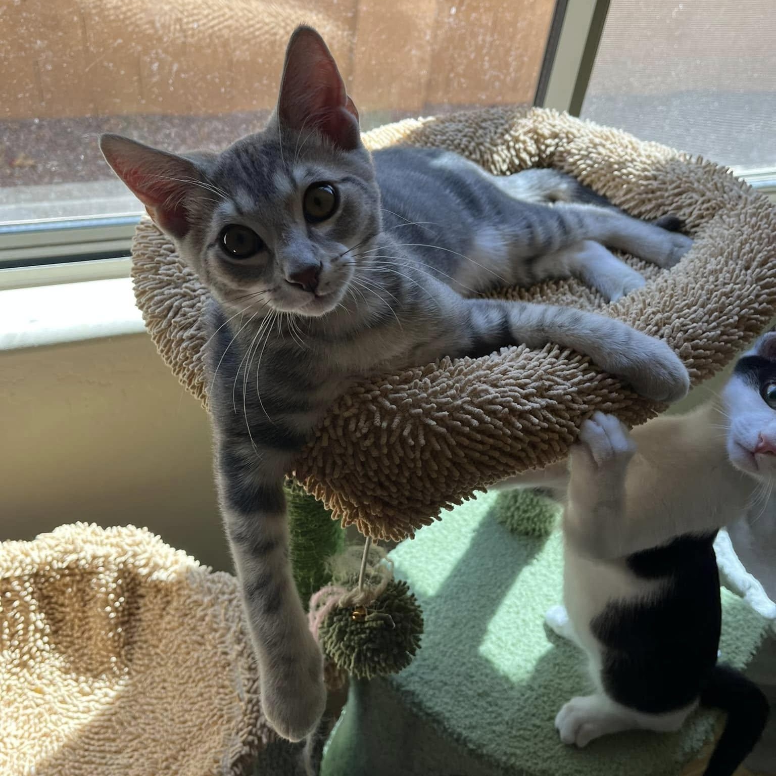 Ben (Bonded to Blake), Adoptable, Kitten Male Domestic Short Hair.